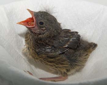 D100-2464 dunnock nestling