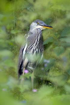 D100-2472M heron