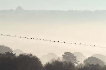 D100-6041 birds on a wire
