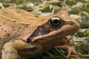 D100-6146 common frog