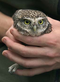 D100-6167 little owl